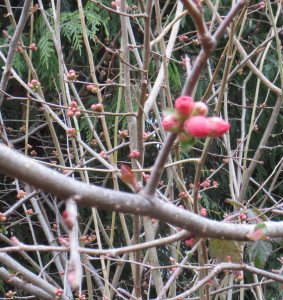 smooth, silvery gray bark on the twigs and branches of the japonica quince display clusters of 3 to 5 buds at every node