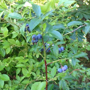 These are either "Patriot" Blackberries or "Olympia" -- the tags have fallen off.  Aren't they lovely!