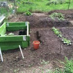 Cold frame with pumpkins (volunteer), sweet peppers and tomatoes in pots.  The ground next to it has daikon radish, chinese celery, beets, carrots and dill.  Bed in the background has peas and will have chinese cabbages