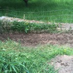 The small cleared space (about 2 x 10 feet) has been planted with cantaloupe and watermelon.  Fingers crossed for a warm summer!