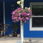 The coup-de-grace is this lovely hanging basket my parents gave me!  LOVE how the yellow and pink petunias look against the blue and white, and the smell is heavenly!  The jade plant, a gift from a friend last year, survived inside and is back out where it can enjoy some fresh air.