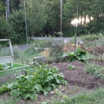 Cold frame holds three sweet pepper plants, the slugs having pre-enjoyed the others and 6 tomato pots of three varieties.  The beautiful leafy greens toward the front are daikon radish, with carrots and celery planted in front and behind and a row of beets close to the cold frame.  The two white pipes each mark a small dill plant for pickles later in the summer.  And in the far bed peas are beginning to grow up old tomato cages while the rhubarb waits for someone to buy strawberries to go along with it.  Not seen are a few rows of beans and three potatoes that survived the slugs and were moved last weekend.