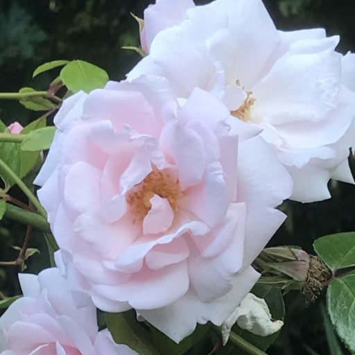 pink climbing roses on the vine taken in June 2021