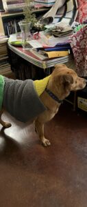 a dog focused on something outside the frame but he doesn’t notice the small bath mats placed on his back